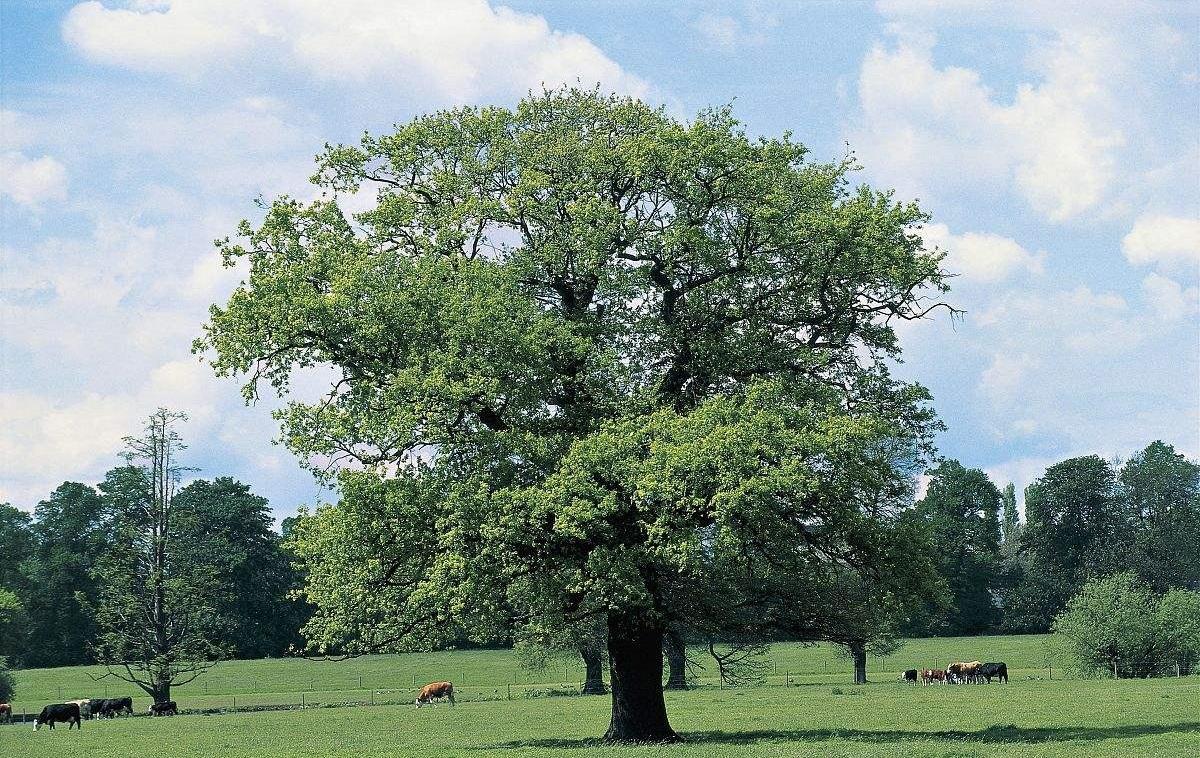 中国能种橡树吗? - 知乎