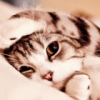 Zhihu profile picture for @hosya