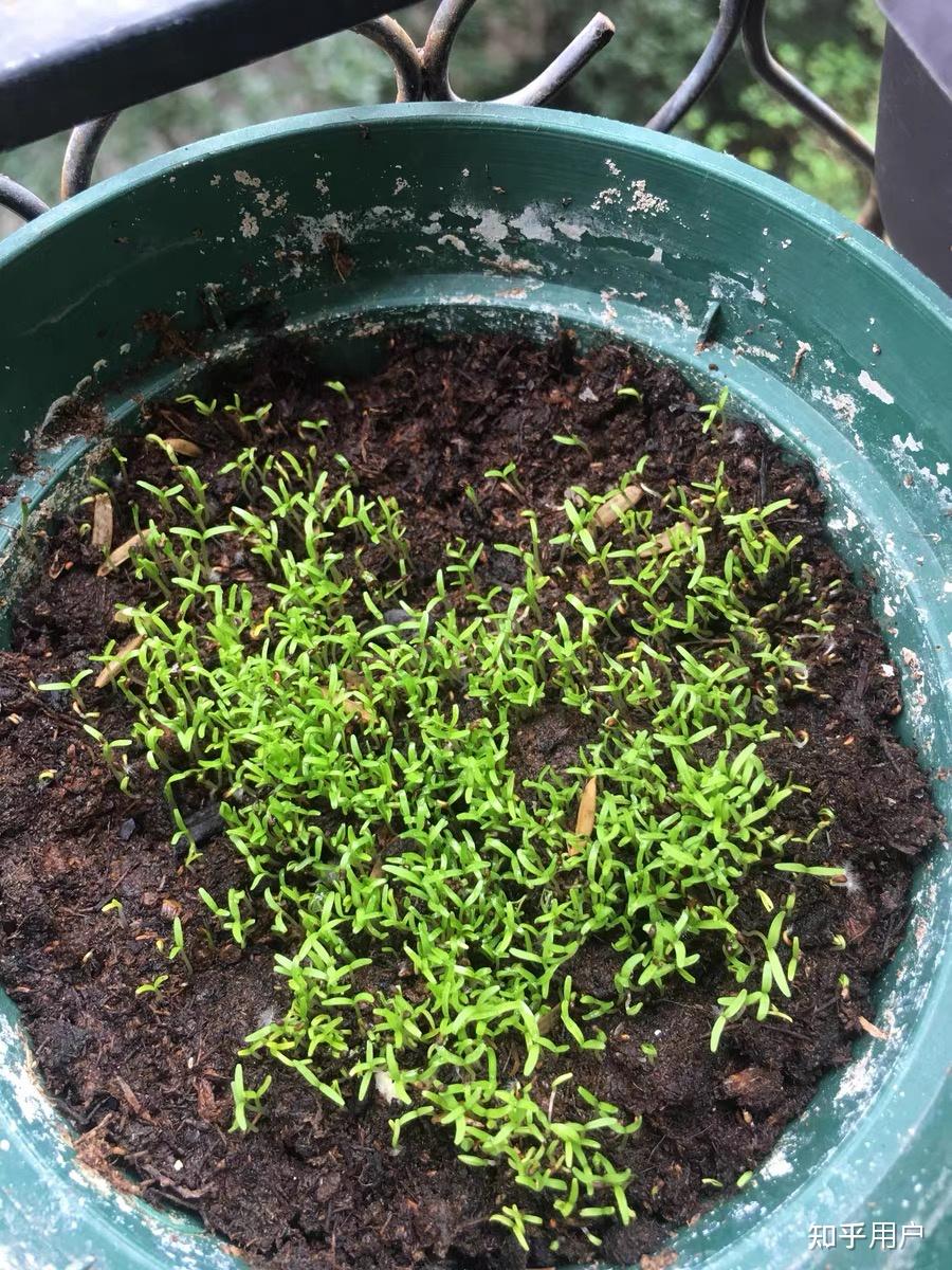 75 岁老太种罂粟被判五年,孙女称其「只是以为会开很好看的花」,你