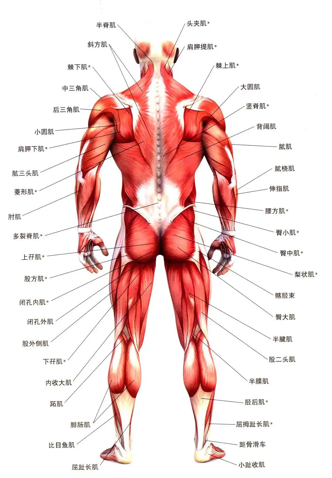 如果把高铁的座位都换成动感单车