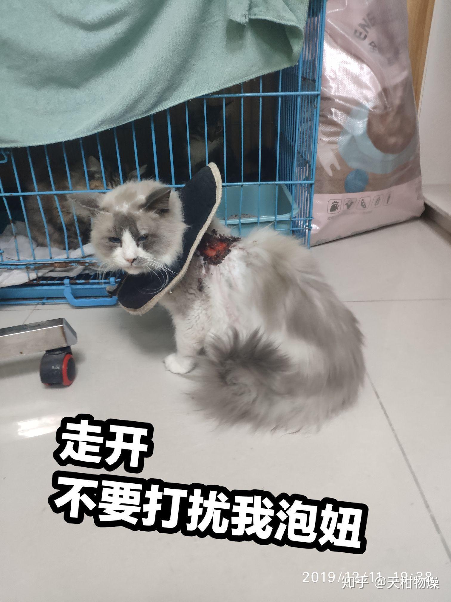 猫去哪里拉屎 v2-9b0e9470b73ae66d1418f2caa3b121b4_r.jpg