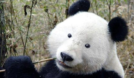 清华时装周是怎么找到这么多眯眯眼的