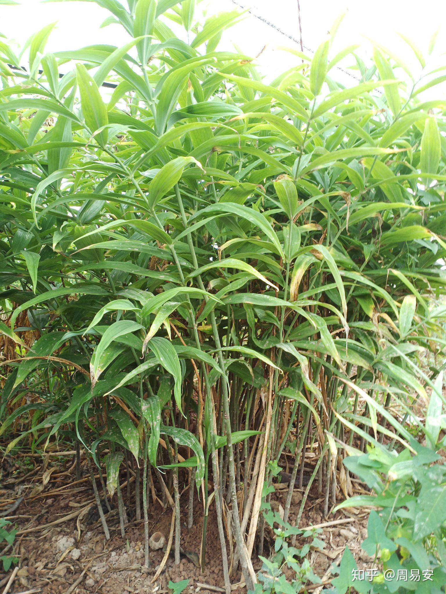 黄精块茎种植几年可以收