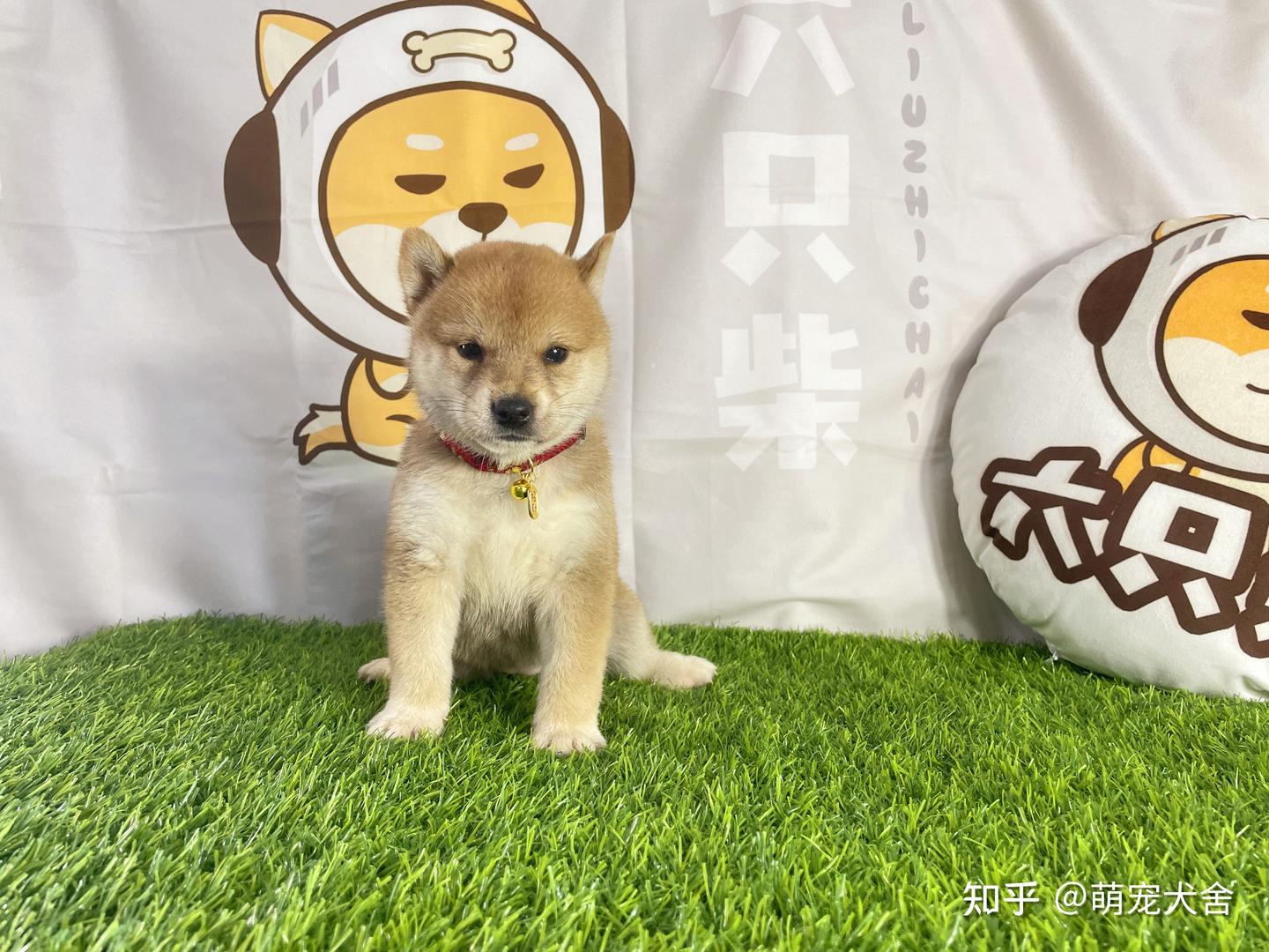 纯种豆柴价格多少钱一只？豆柴犬成年后体型在多少？ - 知乎