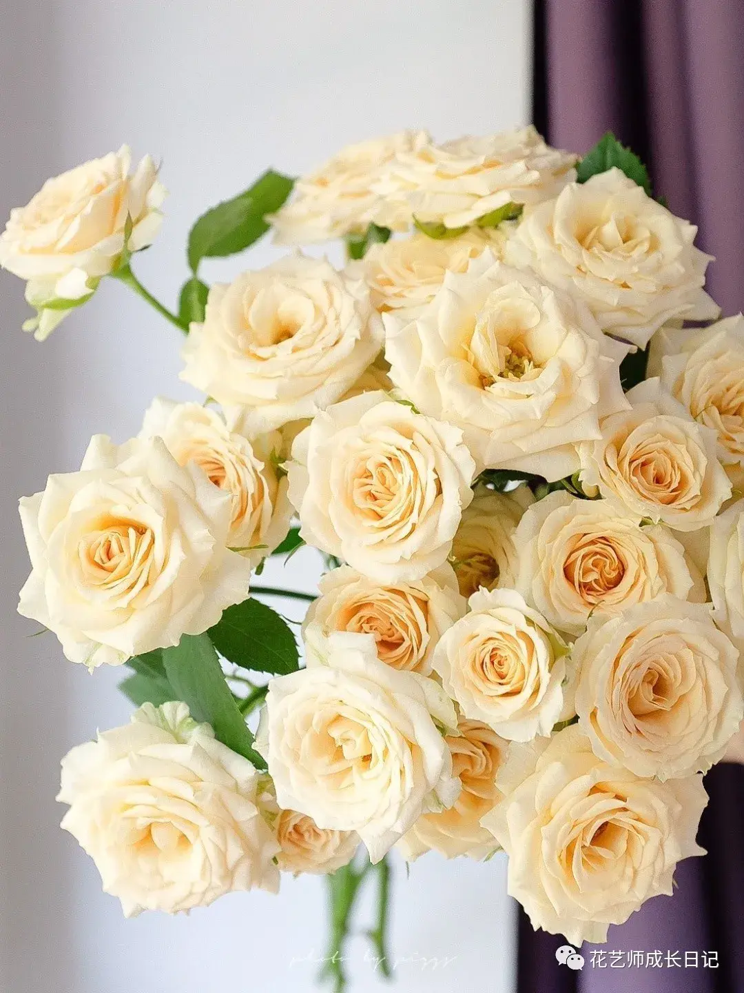 和风也是很容易开爆的一款玫瑰,完全开放后的和风,满满当当一大捧,看