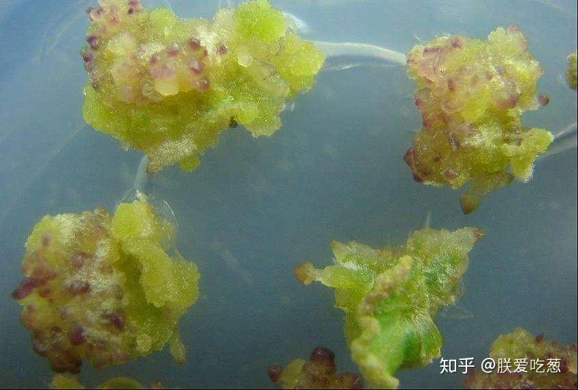 吃一小勺植物的愈伤组织会怎么样