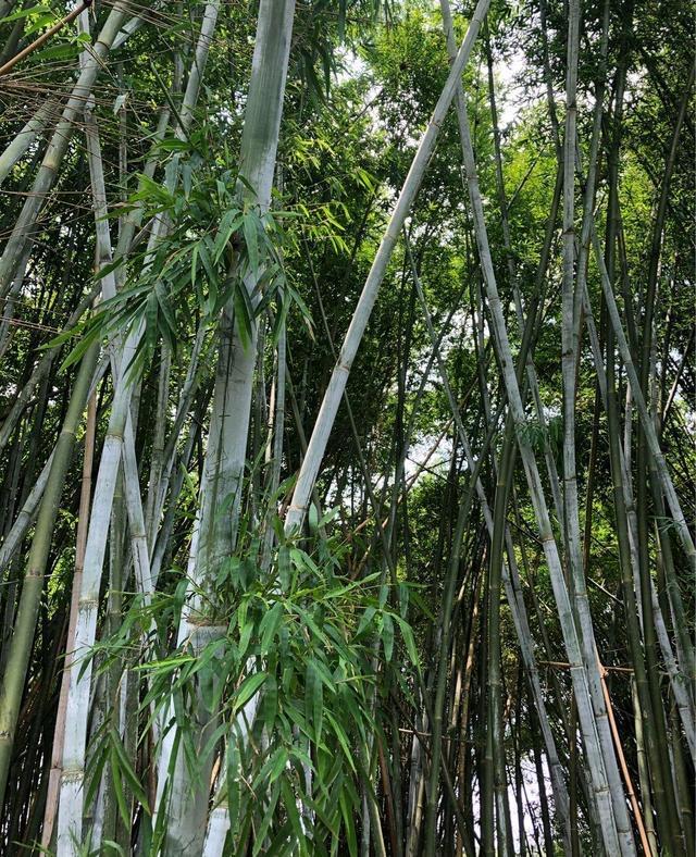 遇到这种单竹不要错过,烘烤出的“单竹水”能清热下火 - 知乎