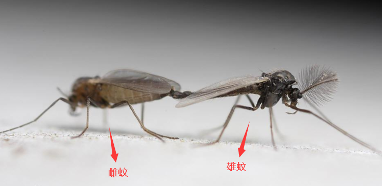 蚊子一生是如何度过的以及最后是如何死亡的