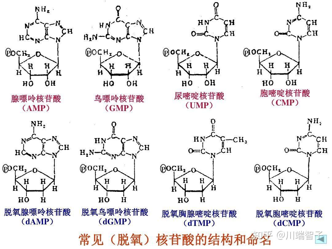 脱氧核糖和核糖到底是什么?脱氧核苷酸和核糖核苷酸又是什么?