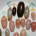 蛤蜊壳上为什么会有「山水画」？还有没有其他动物的有趣纹路？