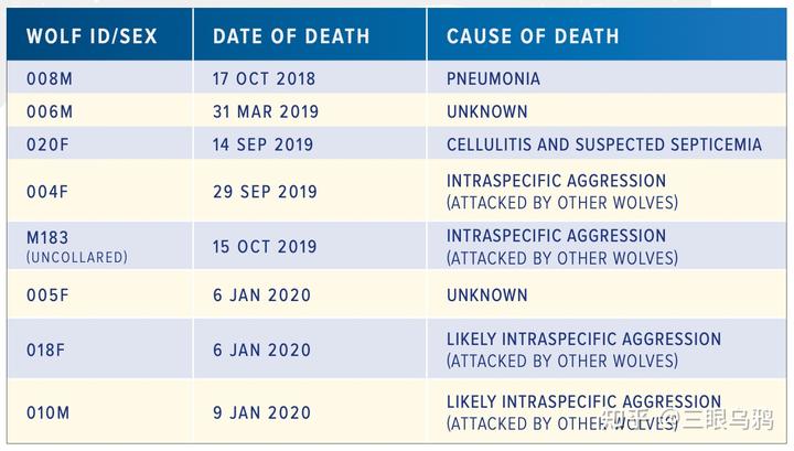 如果将 20 只狼和 500 只鹿放进同一孤岛，最后谁能活下来？