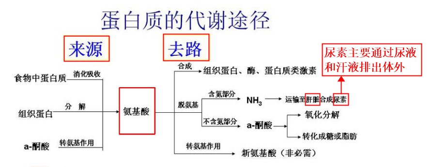 外国健身者喝这么多蛋白粉不会损坏肾吗