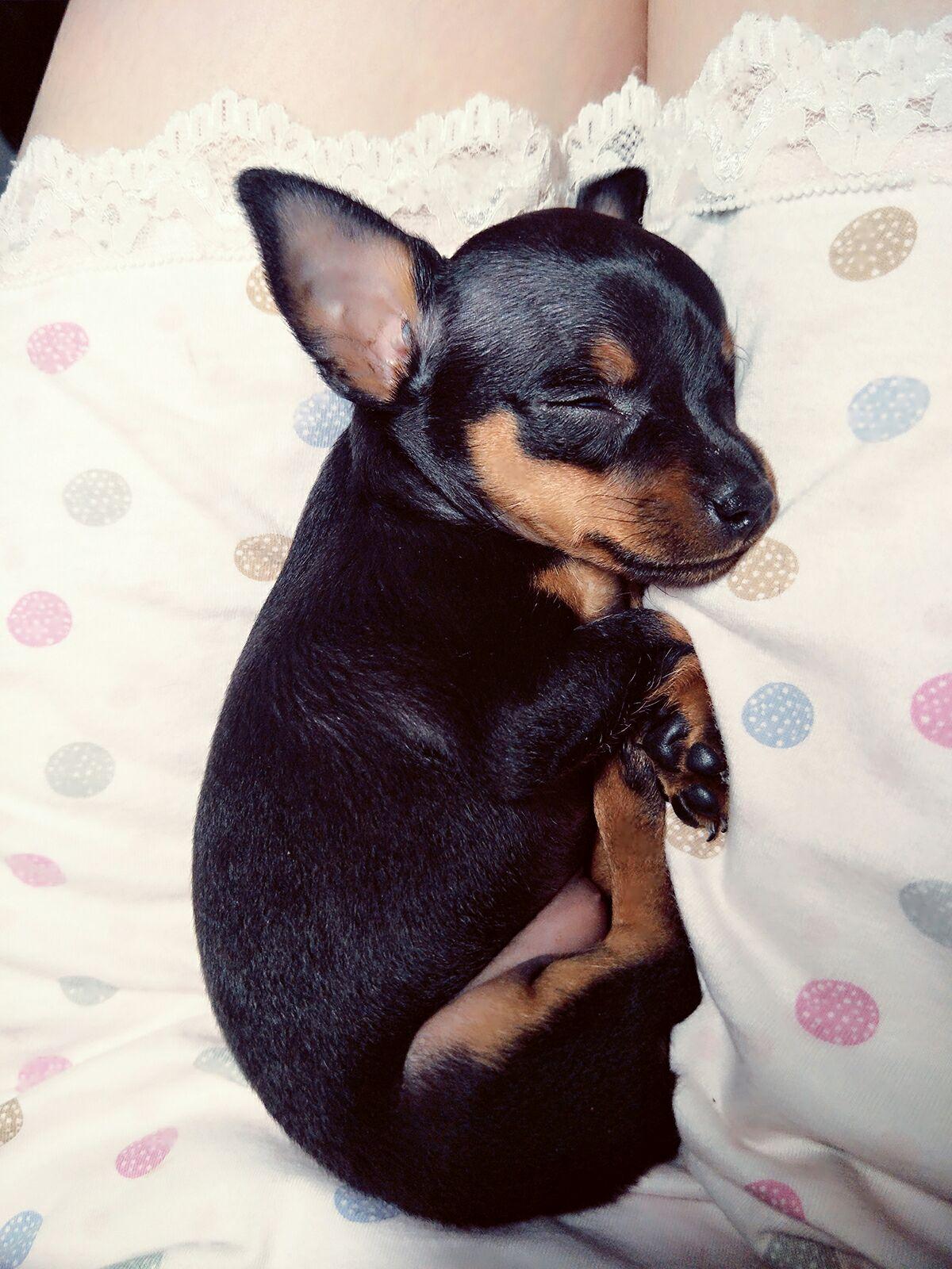 养小鹿犬是什么样的体验?有什么好处 坏处?该品种狗有什么优点和缺点?