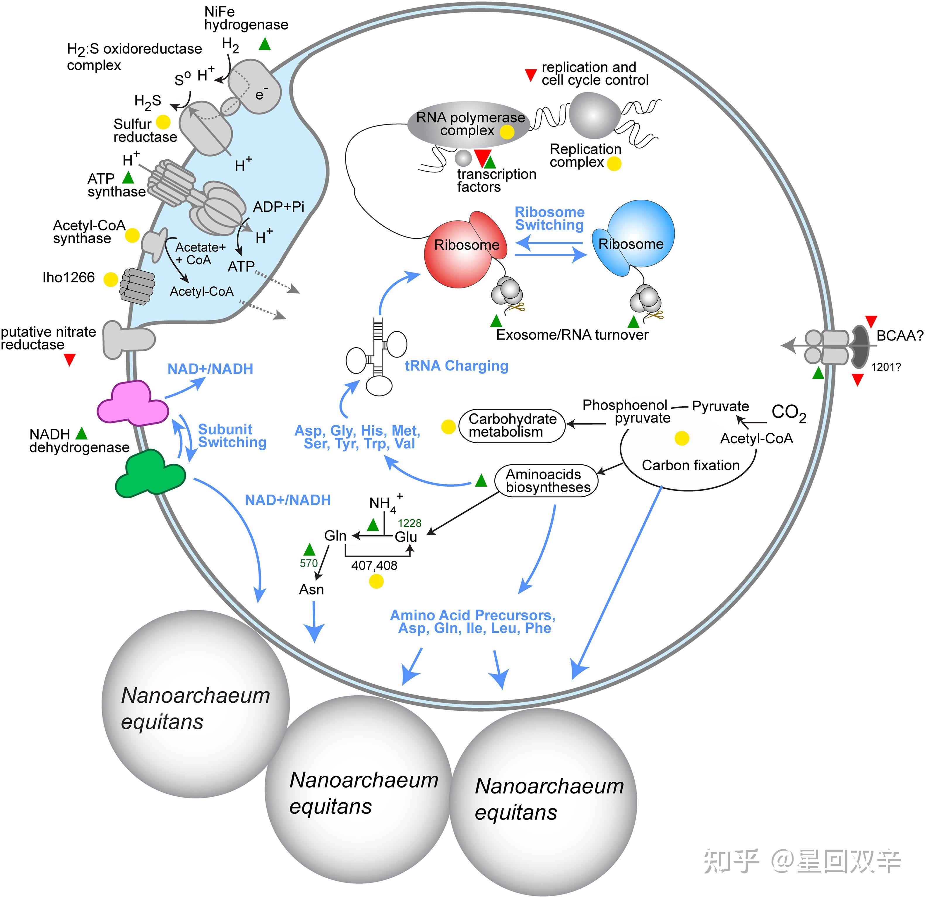 细菌、真菌感染很普遍，为何从未听说过古菌感染？ - 知乎