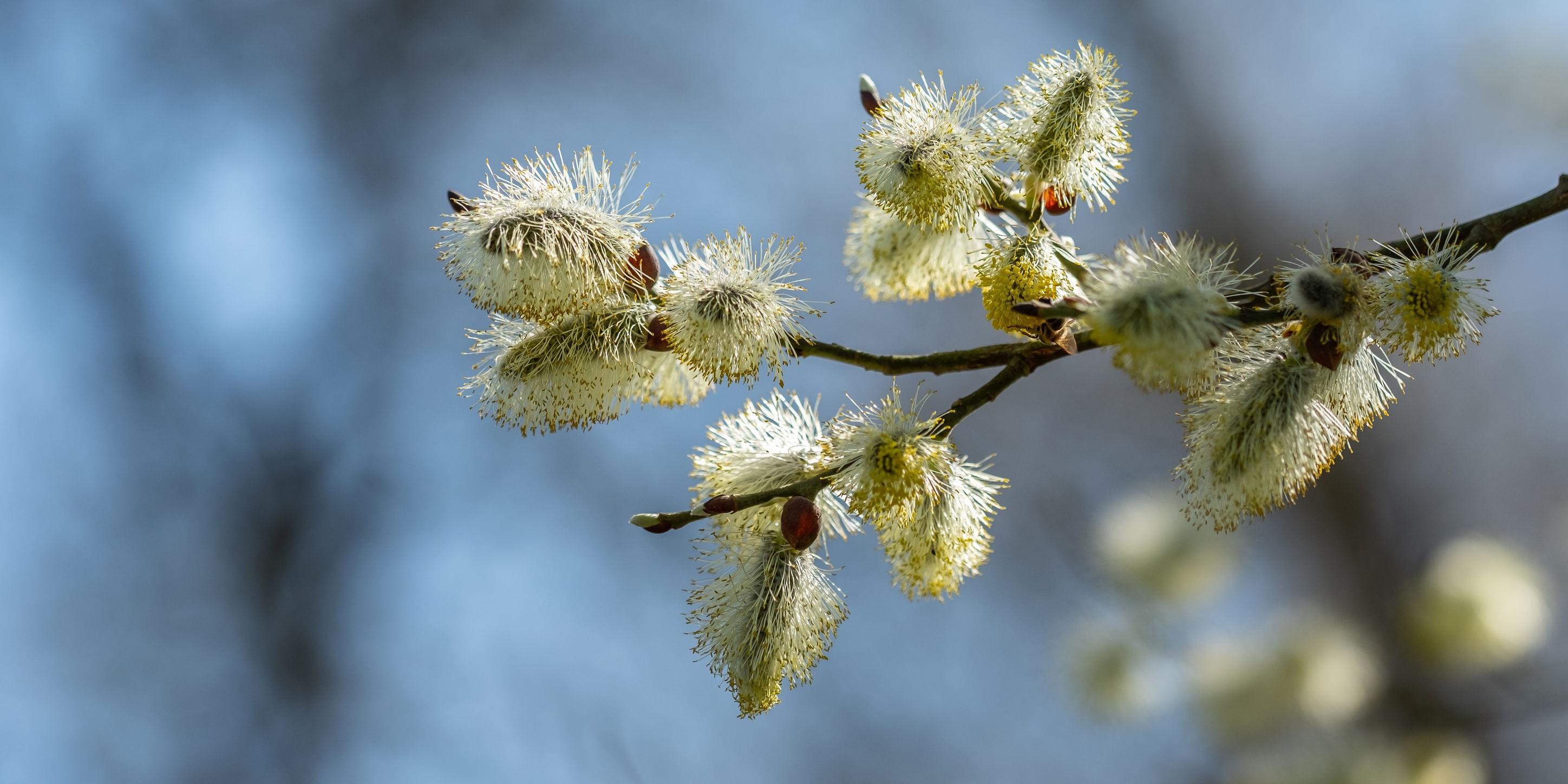 杨絮柳絮满天飞咽炎人群要小心