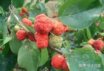 柘树 - 知乎