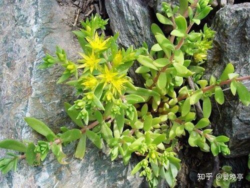 家有仙草清热解毒肝病良药——垂盆草 - 知乎
