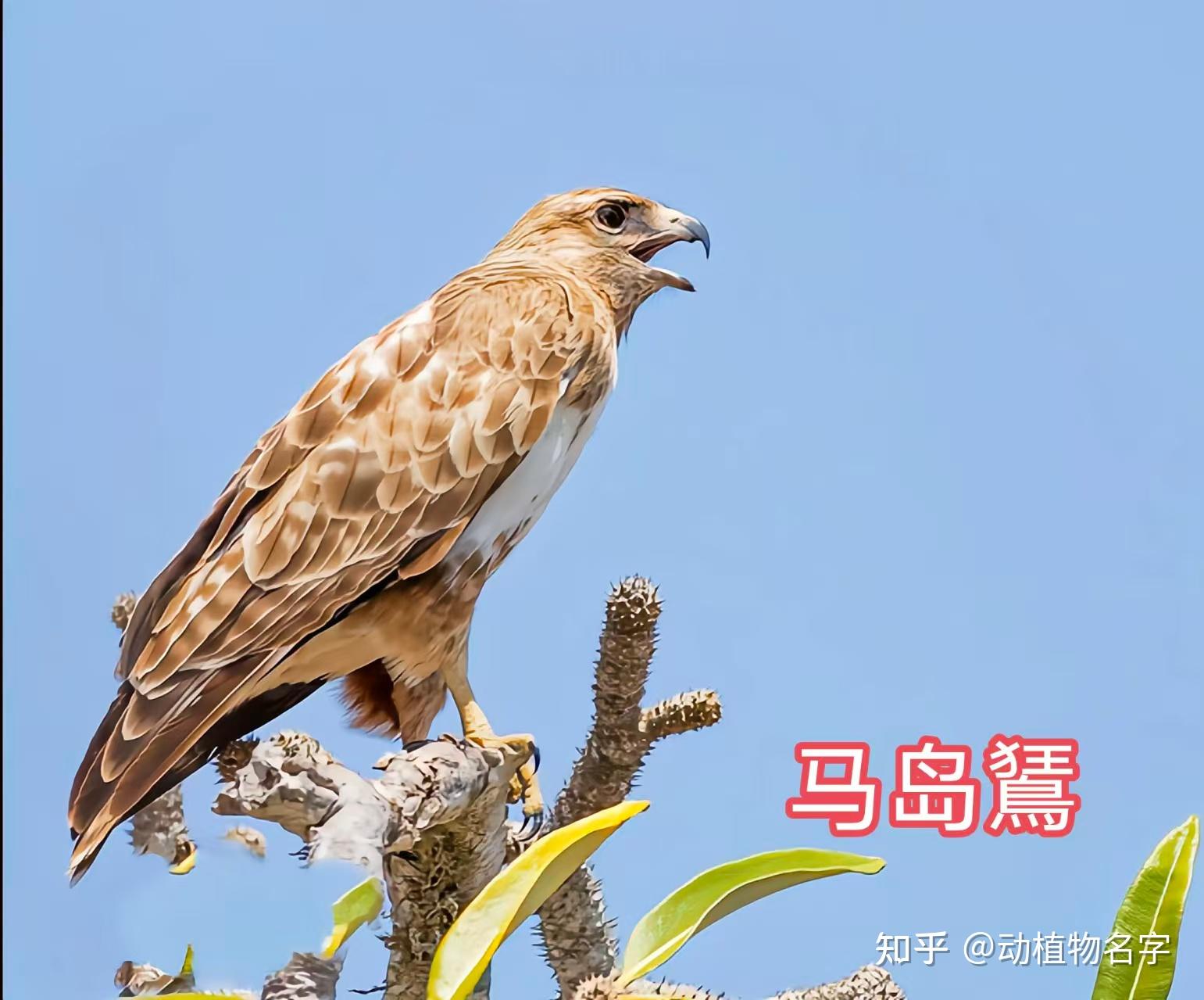 95图带您了解鹰科的鸟类,浅谈雕、鵟、鹰三类天空猛禽的区别 - 知乎