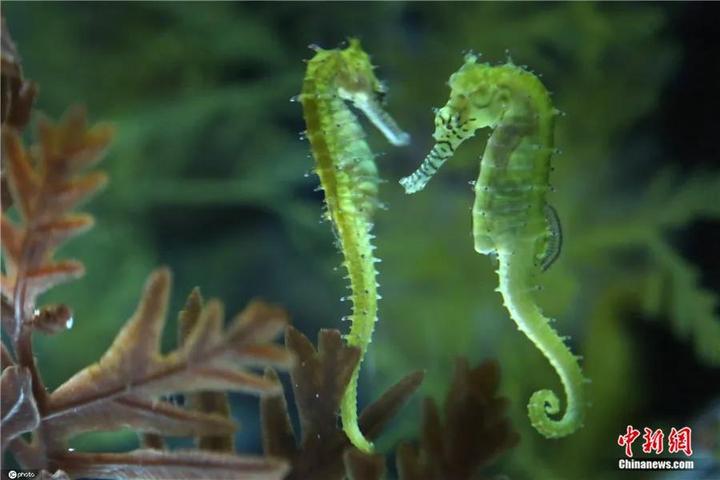 林强:中国海龙科研成果如何回馈国际海洋生物多样性资源? - 知乎