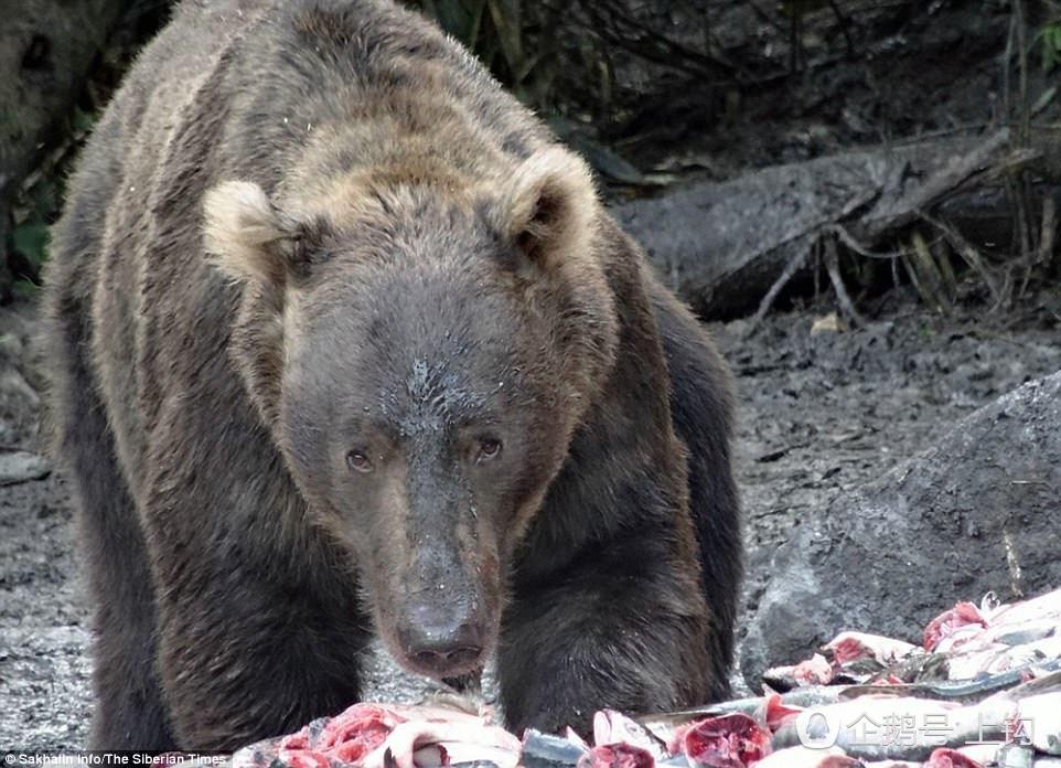 面对饿到抓狂的熊,战斗民族的科学家也认怂,"一吨的大鱼我们送你了!