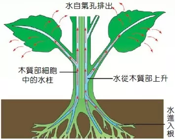 蒸腾作用一天内变化图图片