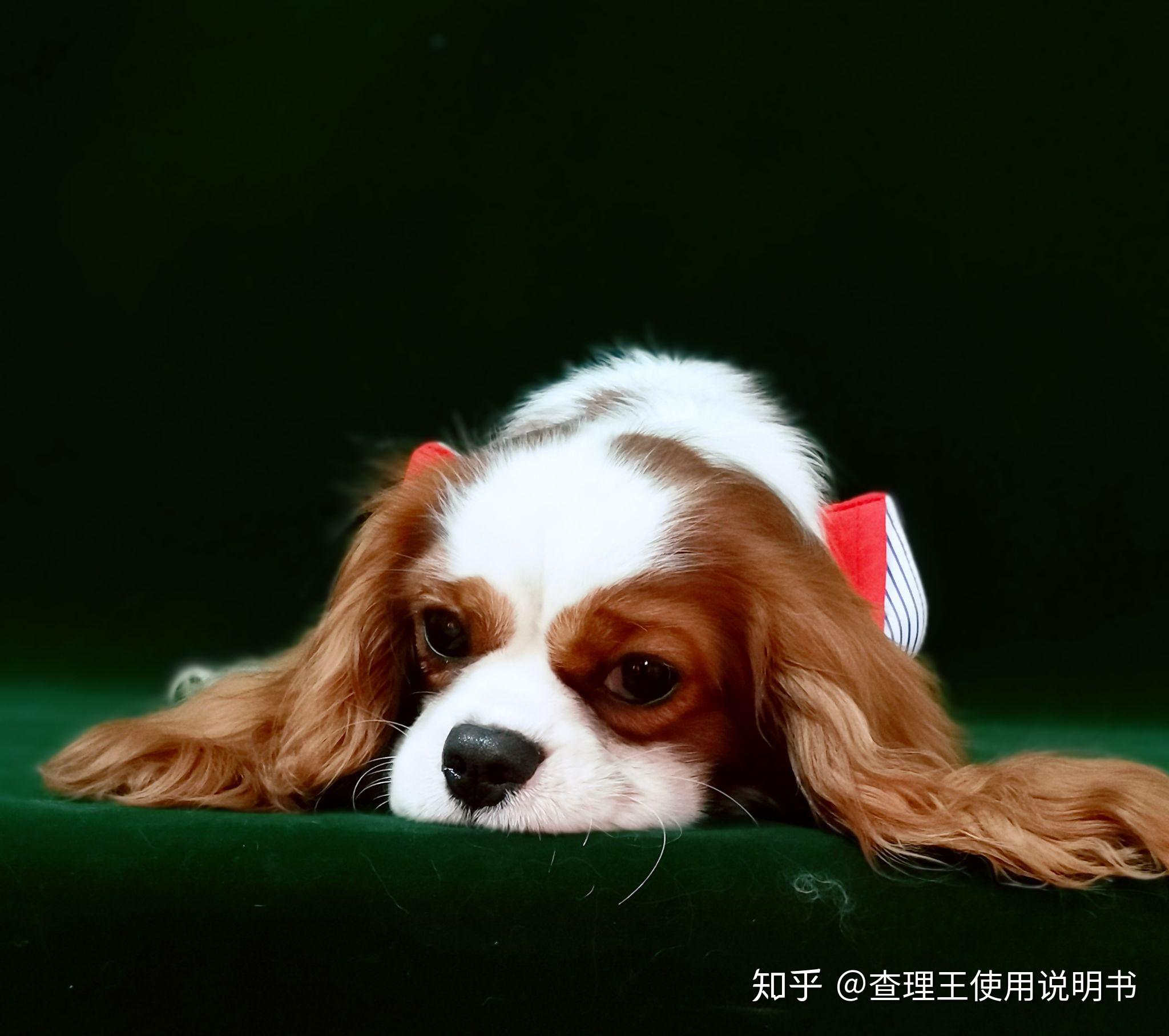 怎么在中国购买纯种骑士查尔斯王小猎犬？ - 知乎