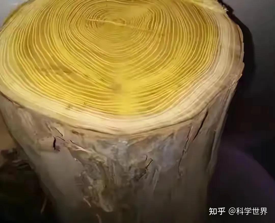 藏在农村的刺树,竟是千年黄金木?被遗忘的柘木,价值远超想象 - 知乎