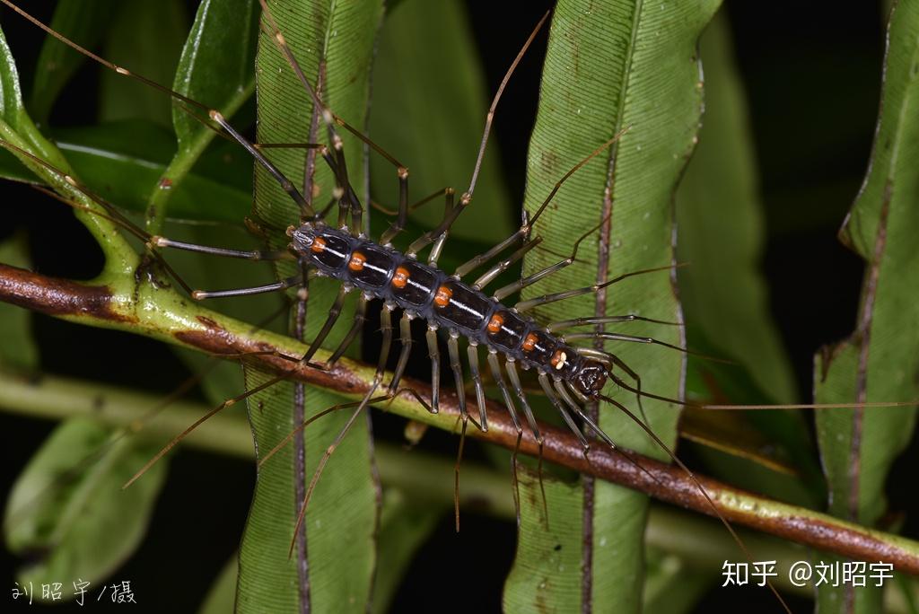 求问这是什么昆虫爬在墙上