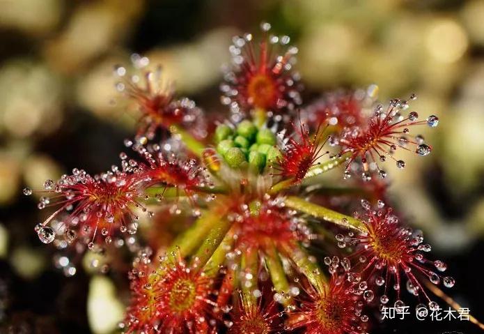 孔雀茅膏菜开花图片