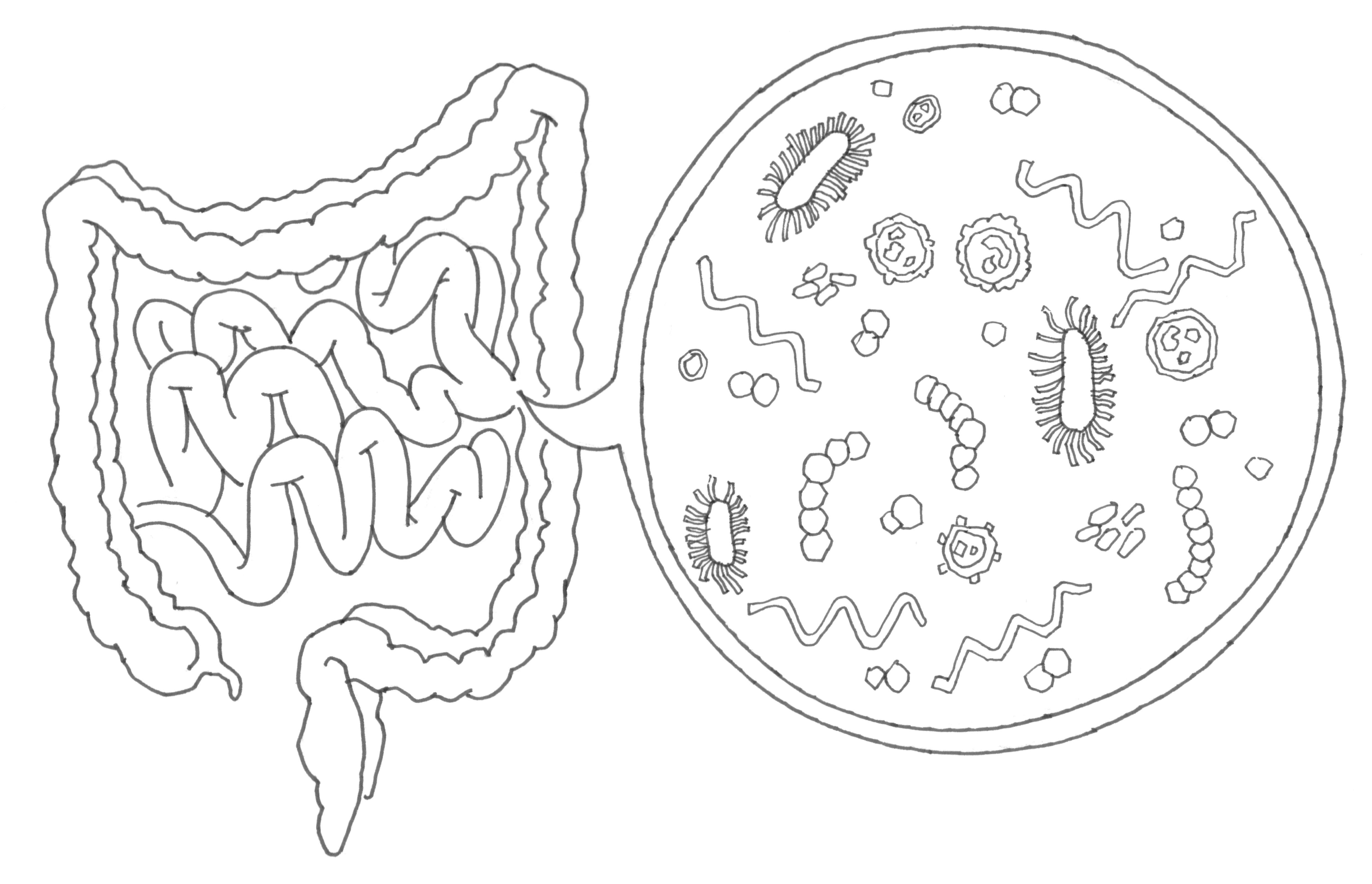 如果一个人类个体身上所有的微生物同时消失会发生什么? - 知乎
