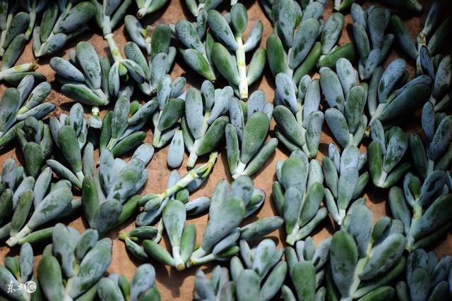 多肉植物每日一肉之乒乓福娘