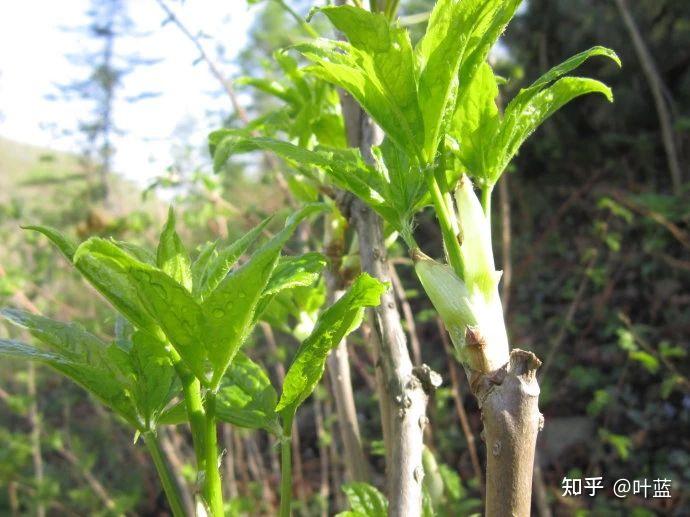 南五加皮是刺五加吗? - 知乎