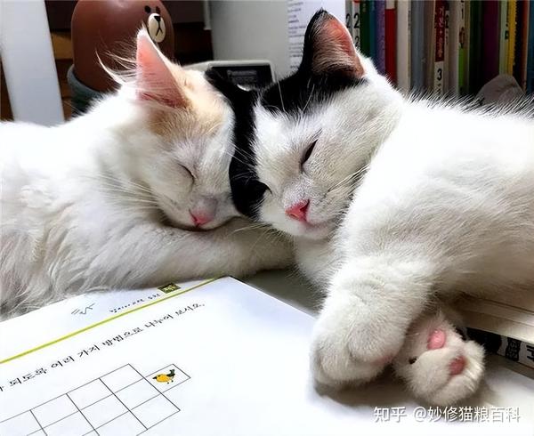 养猫人才有的特质,这些特征,藏也藏不住 - 知乎