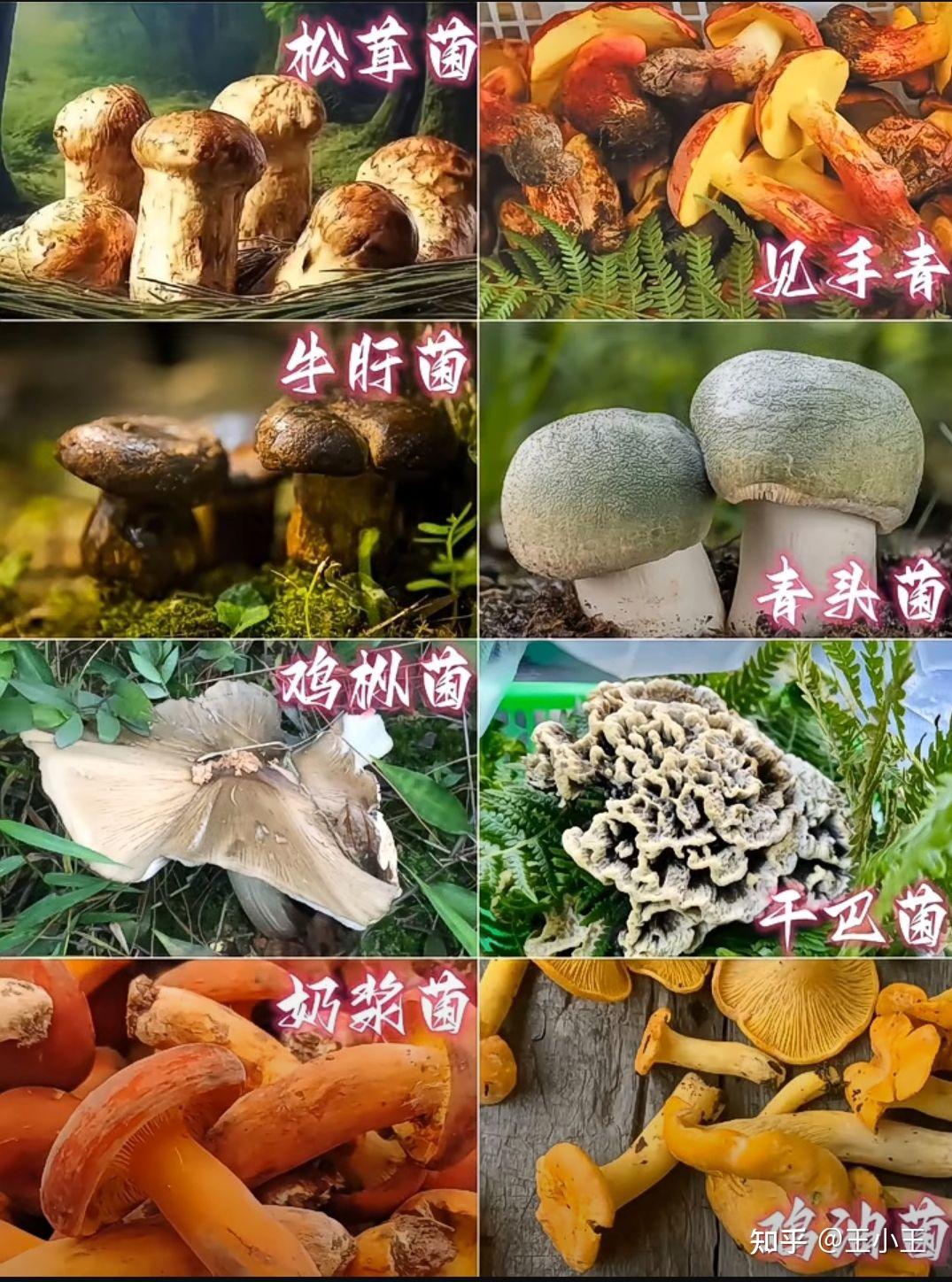 为什么东北林区的蘑菇会泛滥? - 知乎