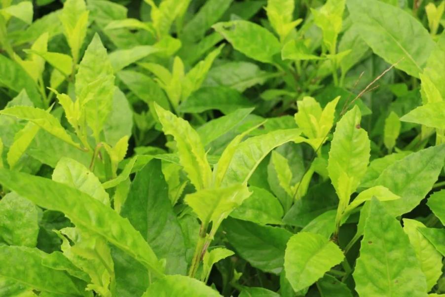 天然绿色神仙草植物非试管高效快繁技术富贵菜