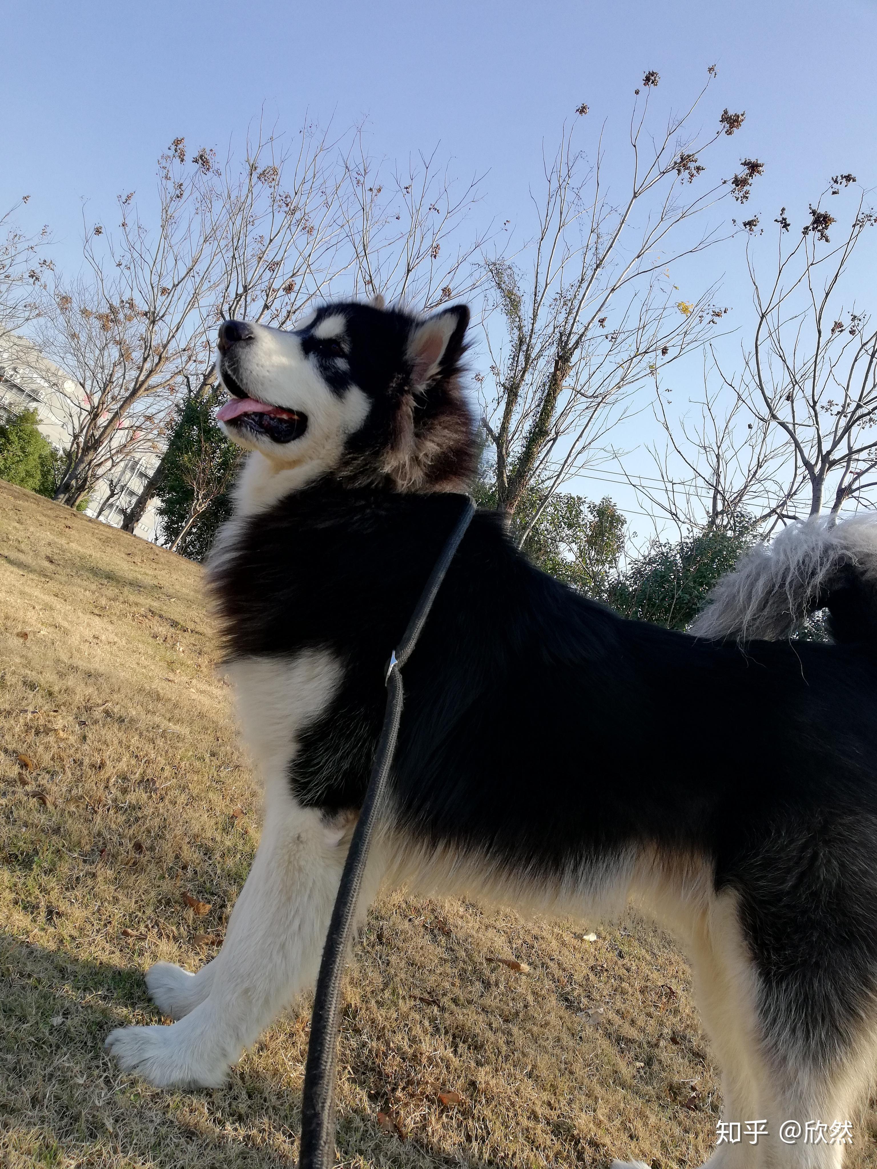 养阿拉斯加雪橇犬是种什么样的体验