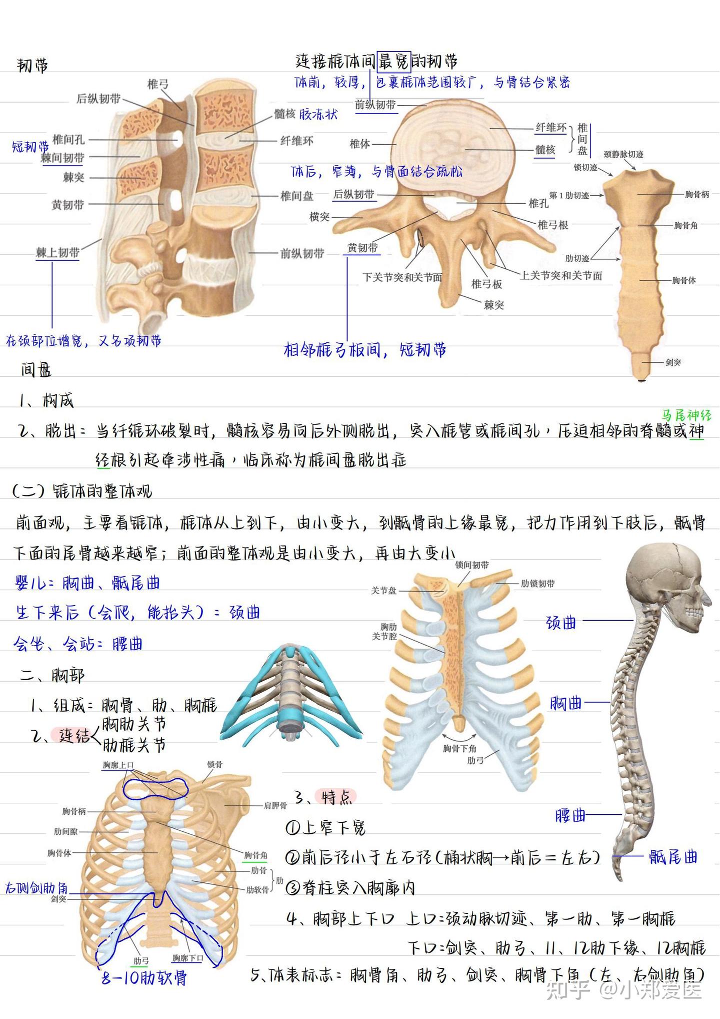 系统解剖学手写笔记全套收藏 知乎 