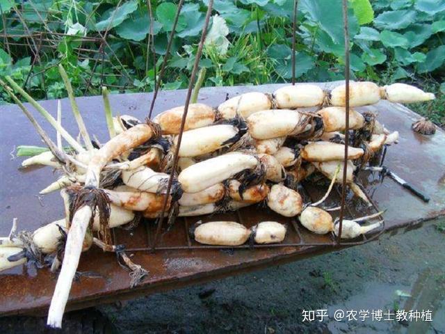 手把手教你种莲藕,学会3大种植技巧,藕长得又大又好 - 知乎