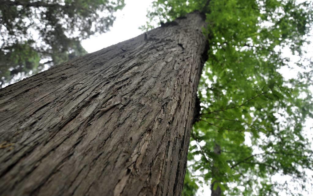 凤栖梧桐丨设计回归匠心
