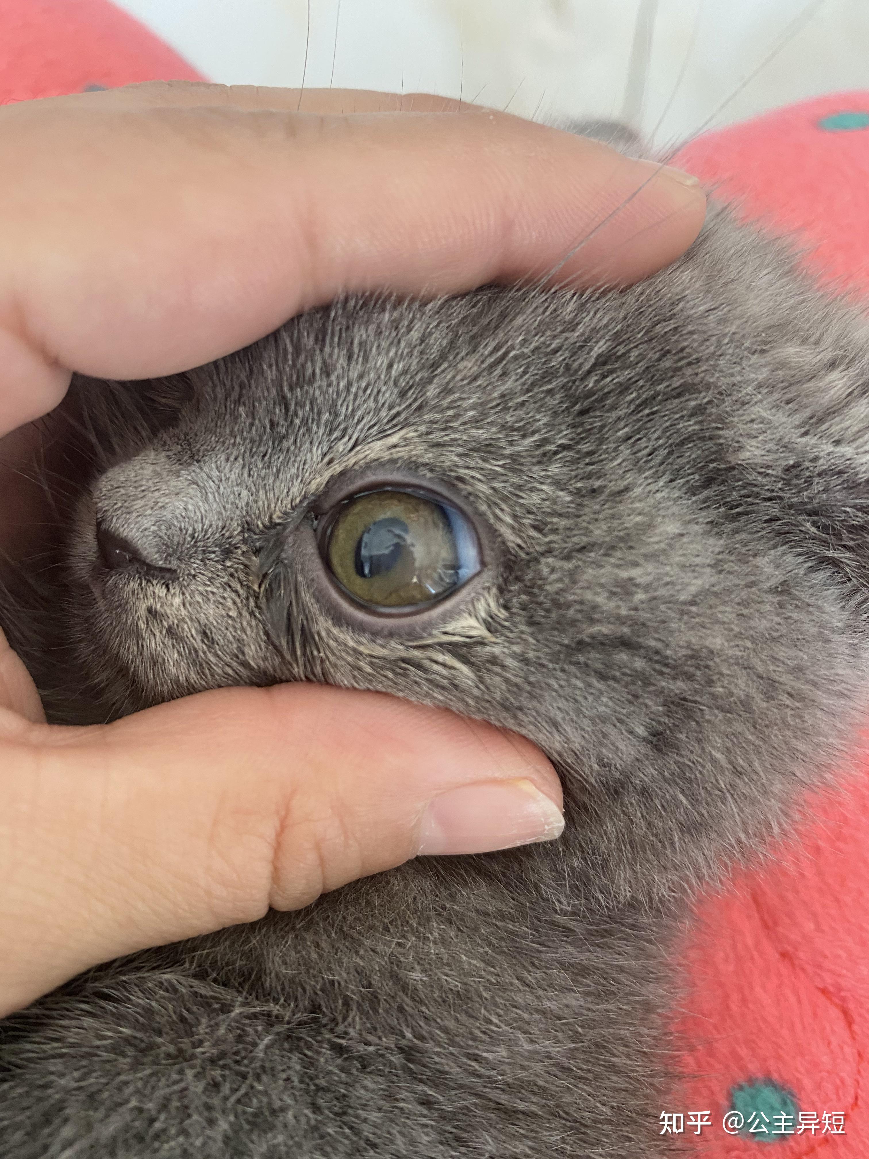 猫咪角膜溶解/溃疡病例回访 - 知乎