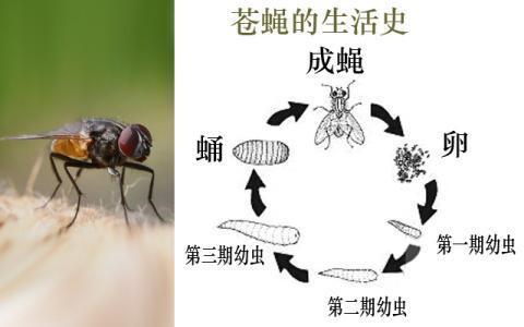 苍蝇习性特征及有效的室内灭蝇方法