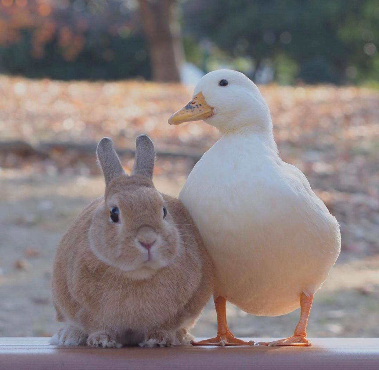 你收藏了哪些超治愈的图片