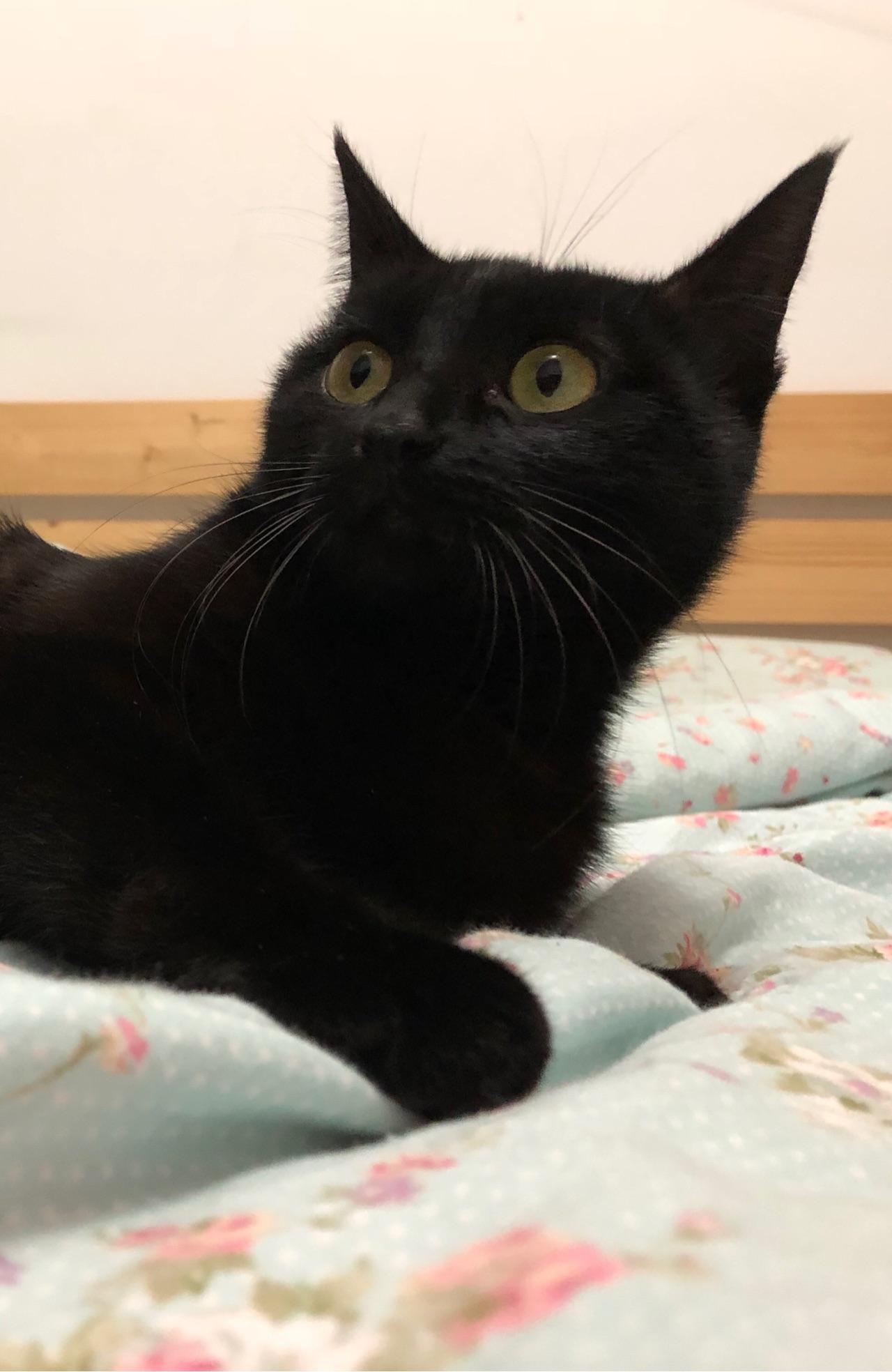 家里养了一只黑猫是一种什么样的体验?