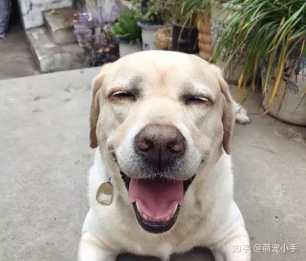 拉布拉多被评为最受欢迎的犬种优点多多超赞