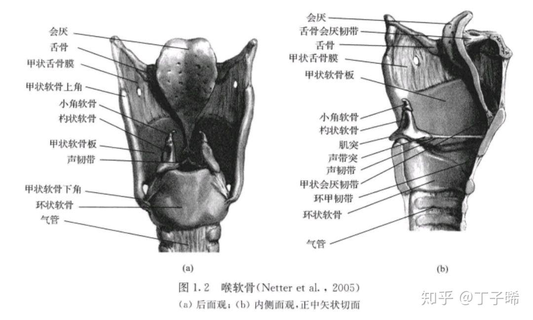 从语音学角度看,伪声的原理是什么?从语音学角度看又该如何练习伪声? - 知乎