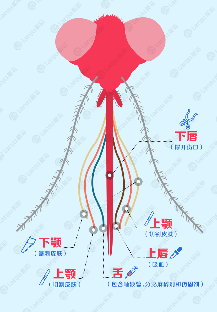蚊子的嘴是如何刺入皮肤的?这是一个怎样的过程? - 知乎