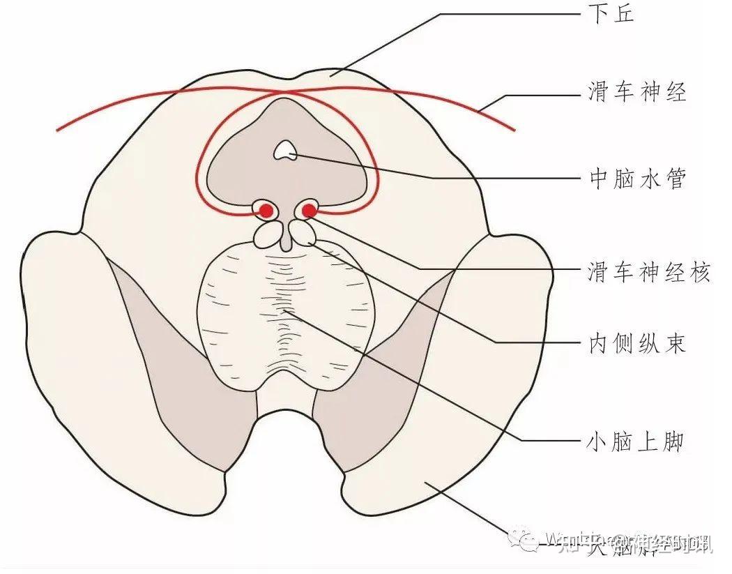彩图经典版│脑神经和脑神经核解剖 - 知乎