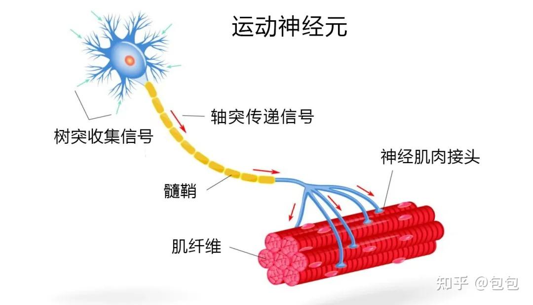 sma是由于人体内被称作为运动神经元存活1号基因(smn1)的缺失或异常