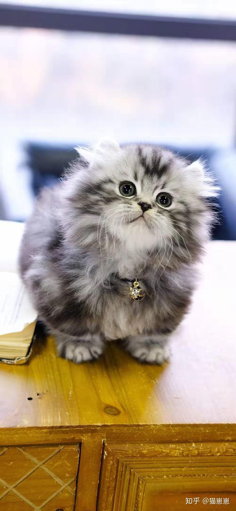 我想问下 矮脚拿破仑长毛猫价格大概在多少? - 知乎
