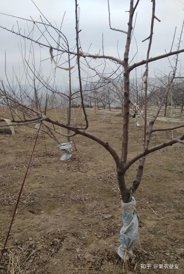 李子树为何要进行整形塑身不同年龄层的李树该如何进行